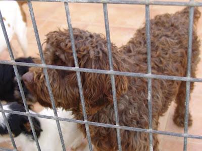 BARNIE, perro de aguas en la perrera de Malaga, no dejemos que su vida acabe ahí.