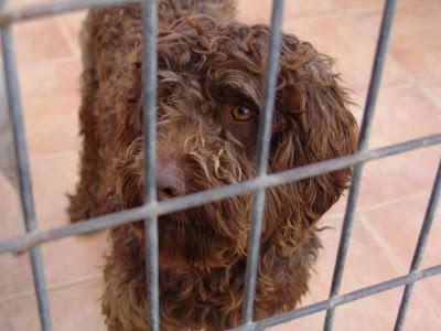 BARNIE, perro de aguas en la perrera de Malaga, no dejemos que su vida acabe ahí.
