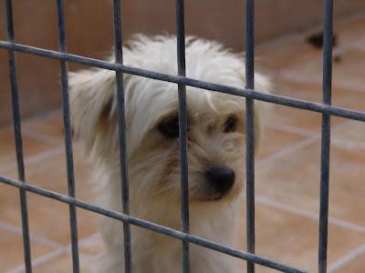 Nana, es preciosa y espera en la perrera de Malaga, - Paperblog