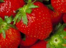 fresas