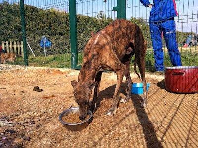 GALGO ABANDONADO CON SARNA Y ESQUELÉTICO!! se paga tratamiento y castración. (Sevilla)