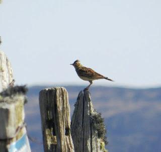 Los pajarillos se mueven