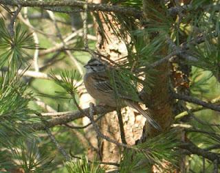 Los pajarillos se mueven