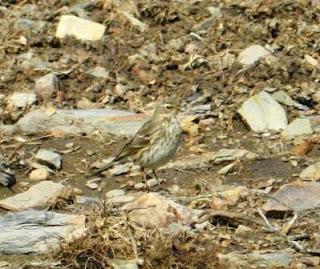 Los pajarillos se mueven