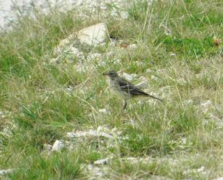 Los pajarillos se mueven