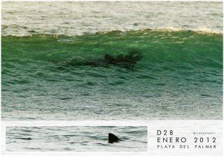 La presencia de un tiburón Marrero, hace cancelar un capeonato de surf.