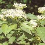 fotos Cornejo - plantas medicinales