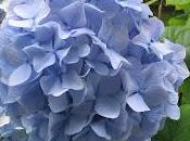 Flores para Decorar Boda
