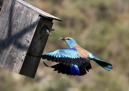 La Carraca europea, declarada ave del año 2012 por Seo/BirdLife - La conservación de varias especies está en juego