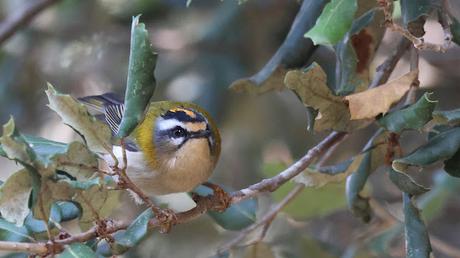 El Reyezuelo Listado con su corona de fuego