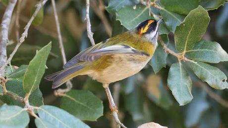 El Reyezuelo Listado con su corona de fuego