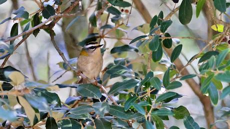 El Reyezuelo Listado con su corona de fuego