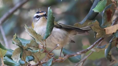 El Reyezuelo Listado con su corona de fuego
