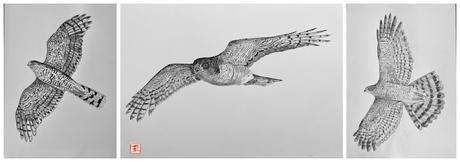 La silueta del gavilán