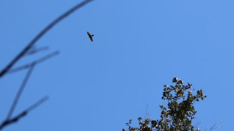 La silueta del gavilán