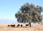 Caminos Trashumantes Merina sellan colaboración
