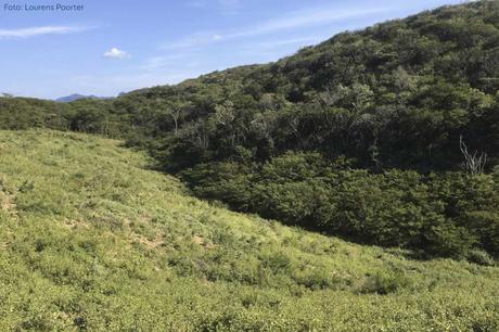 Facultad de Ciencias publican en Science estudio sobre recuperación natural de bosques tropicales Facultad de Ciencias publican en Science estudio sobre recuperación natural de bosques tropicales