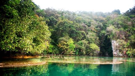 Facultad de Ciencias publican en Science estudio sobre recuperación natural de bosques tropicales