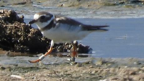 Chirlitejos grande con anilla