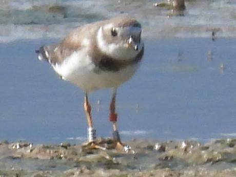 Chirlitejos grande con anilla