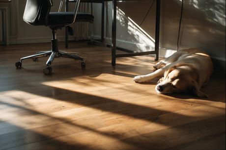 Perros mayores y ansiedad por separación; claves a partir de un nuevo estudio sobre declive cognitivo