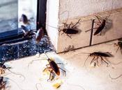 Plagas ciudades, experiencia Almuplaza como valor diferencial Madrid