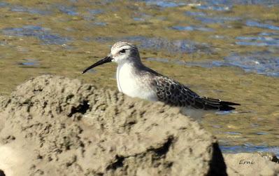 ZARAPITINES EN ABUNDANCIA