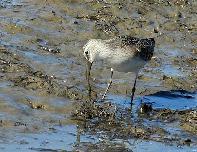 ZARAPITINES EN ABUNDANCIA