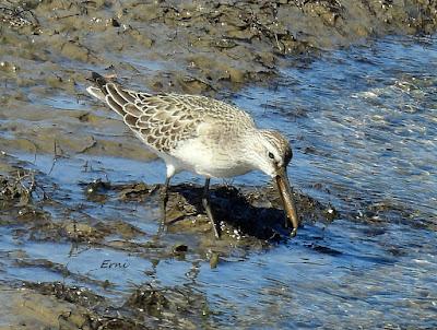 ZARAPITINES EN ABUNDANCIA