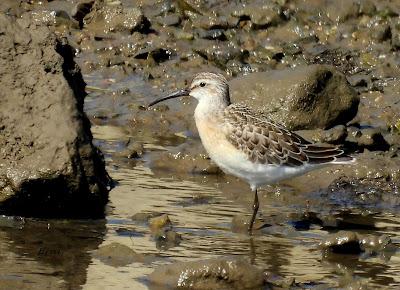 ZARAPITINES EN ABUNDANCIA