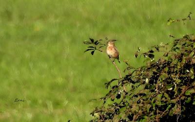 ZARAPITINES EN ABUNDANCIA