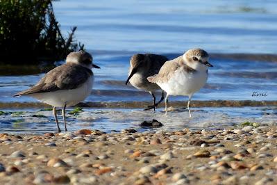 ZARAPITINES EN ABUNDANCIA