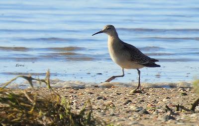 ZARAPITINES EN ABUNDANCIA
