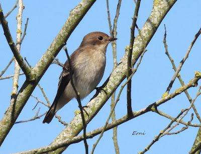 ZARAPITINES EN ABUNDANCIA