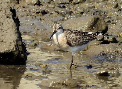 ZARAPITINES EN ABUNDANCIA