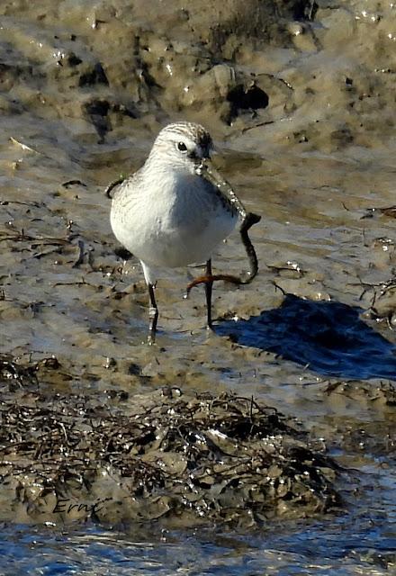 ZARAPITINES EN ABUNDANCIA
