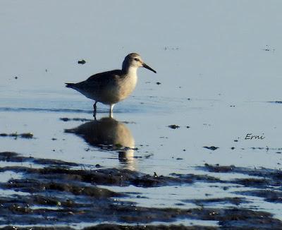 ZARAPITINES EN ABUNDANCIA