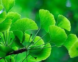 Descubre los Secretos del Ginkgo Biloba