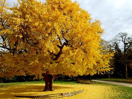 Descubre los Secretos del Ginkgo Biloba