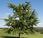 Descubre Secretos Ginkgo Biloba