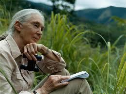 Jane Goodall: la primatóloga que cambió la forma en que entendemos a los chimpancés y la naturaleza Jane Goodall: la primatóloga que cambió la forma en que entendemos a los chimpancés y la naturaleza