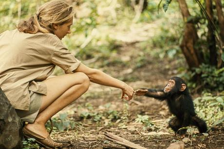 Jane Goodall: la primatóloga que cambió la forma en que entendemos a los chimpancés y la naturaleza