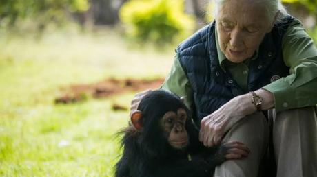 Jane Goodall: la primatóloga que cambió la forma en que entendemos a los chimpancés y la naturaleza Jane Goodall: la primatóloga que cambió la forma en que entendemos a los chimpancés y la naturaleza