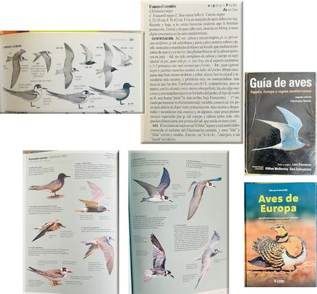 Fumarel común en el Delta del Llobregat