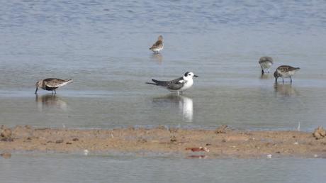 Fumarel común en el Delta del Llobregat