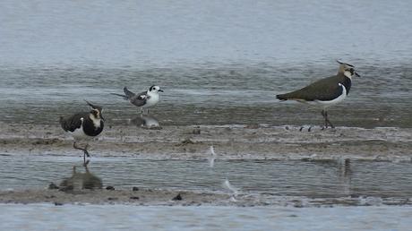 Fumarel común en el Delta del Llobregat