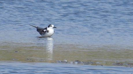 Fumarel común en el Delta del Llobregat