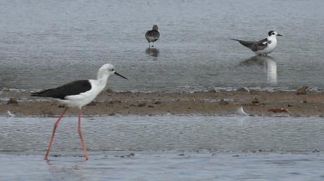 Fumarel común en el Delta del Llobregat
