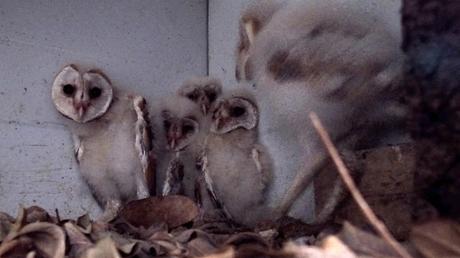 Reintroducción de la lechuza en Barcelona