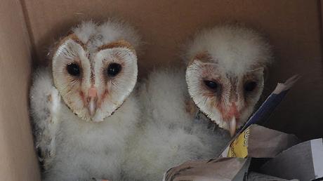 Reintroducción de la lechuza en Barcelona